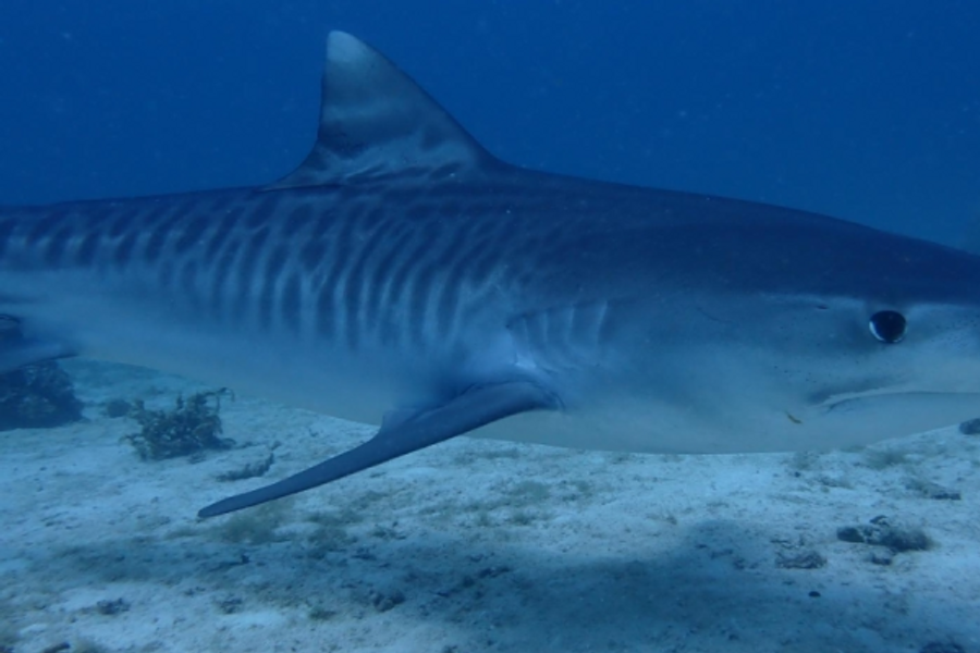 Tiger Shark at Monad Shoal - ©personnel