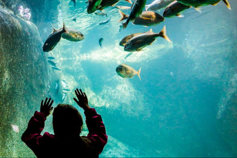 Aquarium de Trégastel - ©L'oeil de Paco