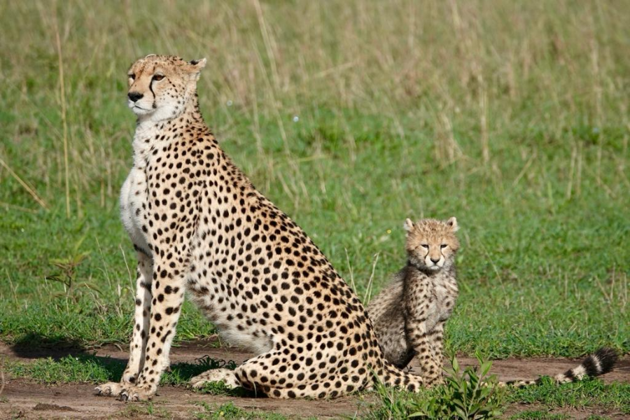 A leopard's grace enhances nature's canvas - ©AFRICA KEYS