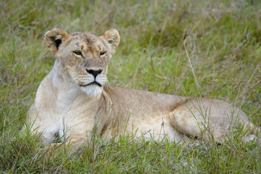 Lioness in Masai Mara - ©AFRICA KEYS