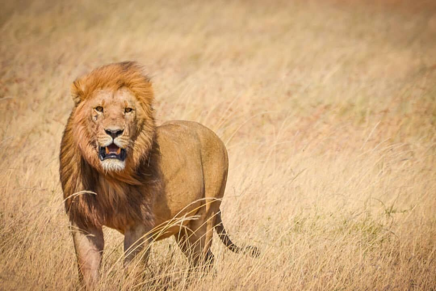 KILICLIMB AFRICA SAFARIS