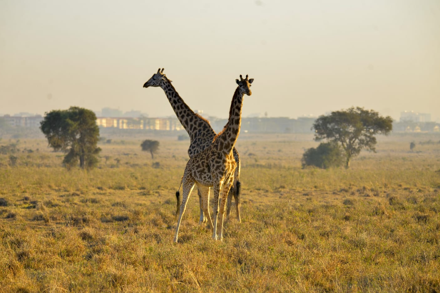 National Park Safari - ©@lordstown