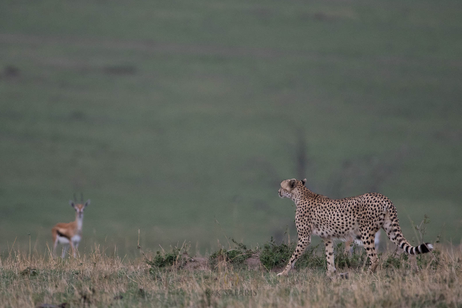 Serengeti - Echanges de regards entre un guépard et une gazelle de Thomson - ©Karine Laurioux -