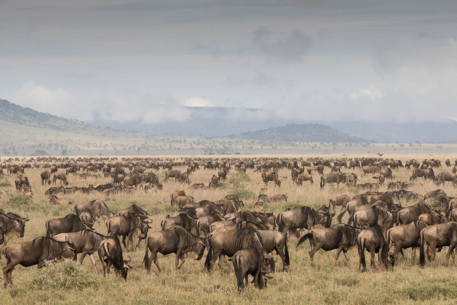 Rencontre avec la migration des gnous dans le Serengeti - ©Karine Laurioux -