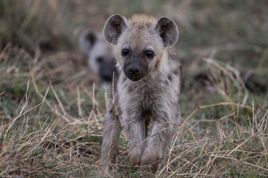Une jeune hyène qui ne demande qu'à jouer - ©Karine Laurioux