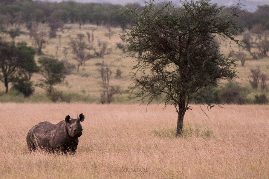Rhinocéros noir dans le Serengeti, la récompense ! - ©Karine Laurioux -