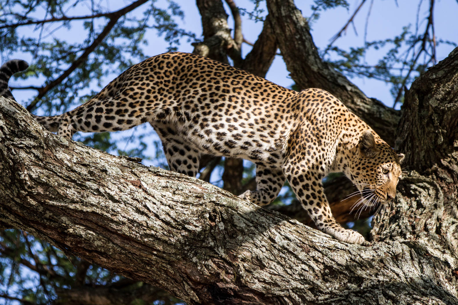 Sa majesté le léopard - Tarangire - ©Karine Laurioux -