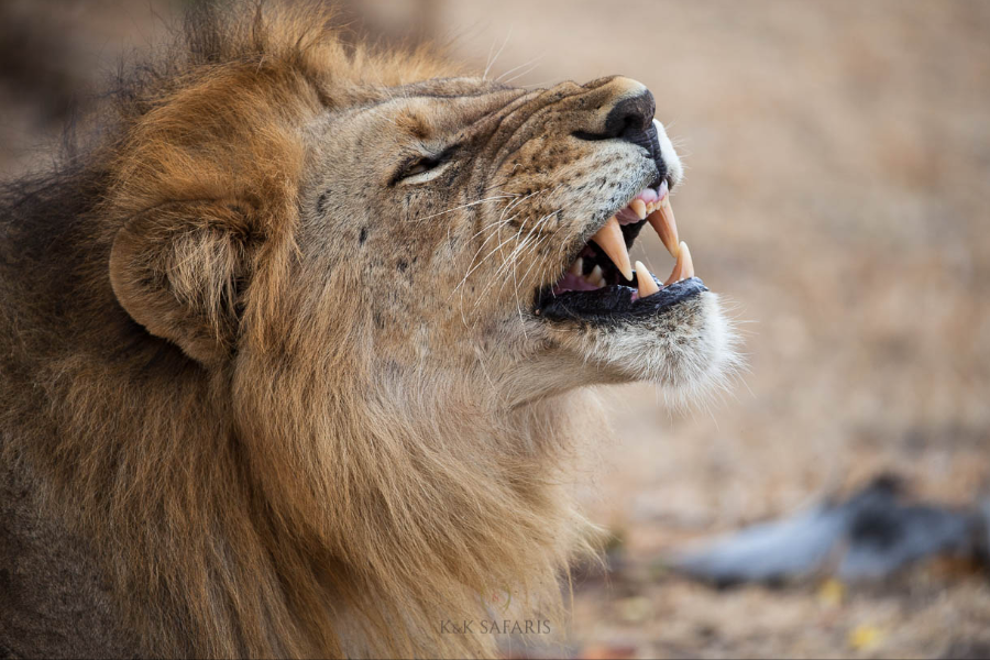 Simba, le roi de la savanne - ©Karine Laurioux -