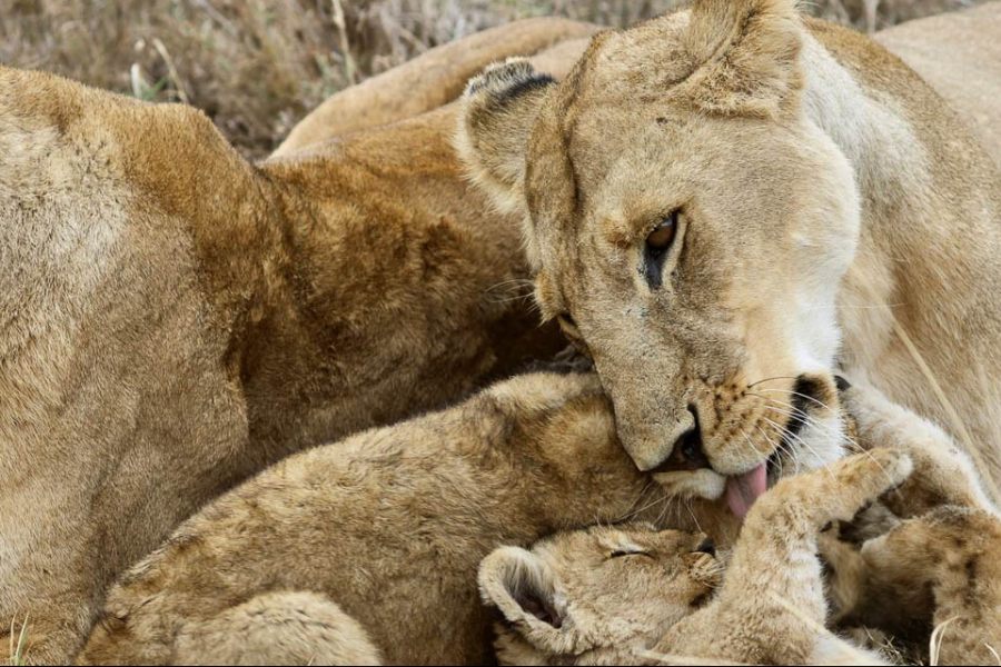 La tendresse entre lionceaux et lionnes - ©Kitanga -