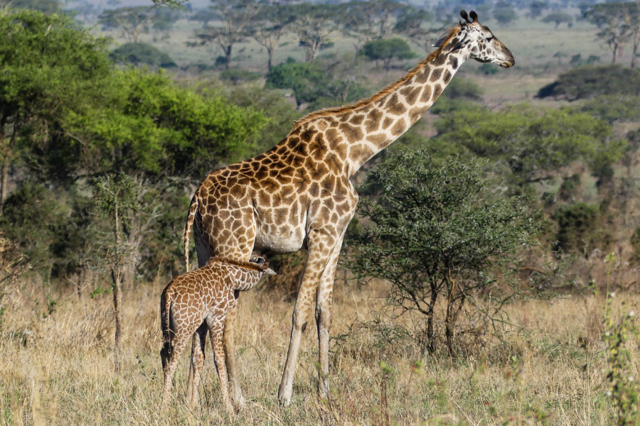 Girafe massaï et son petit girafon à Tarangire - ©Kitanga -