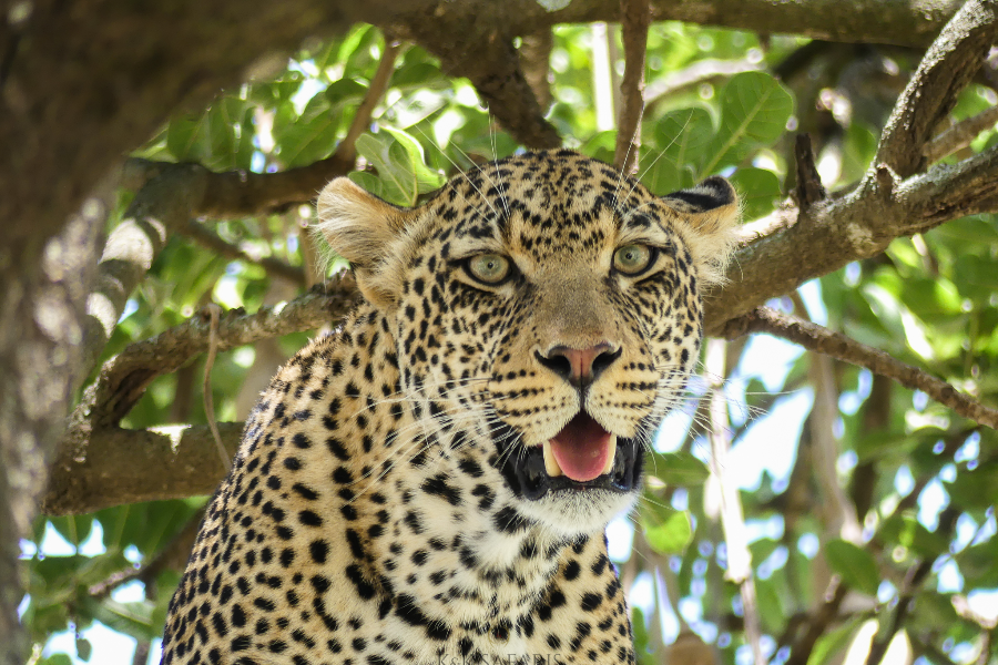 Sa majesté le léopard - ©K&K Safaris