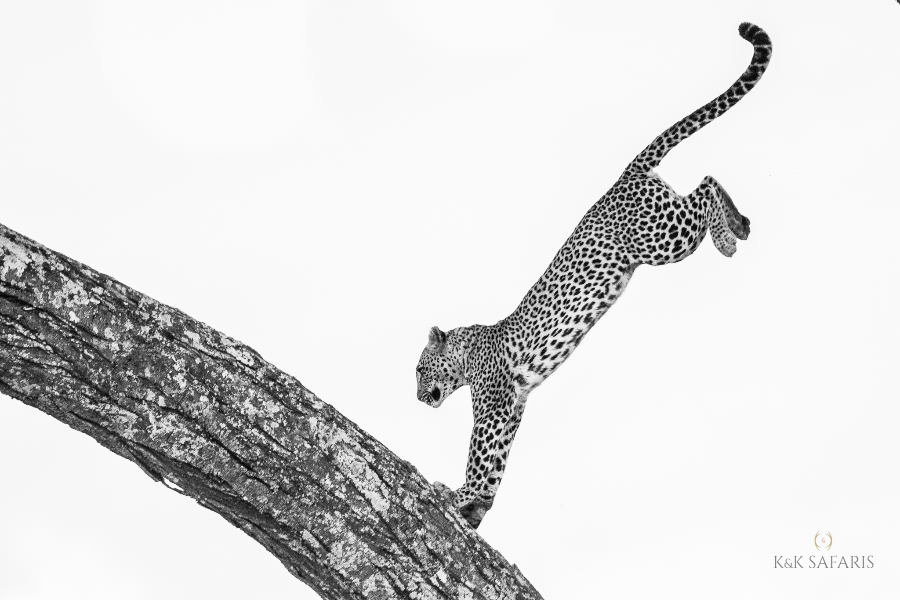 K&K SAFARIS