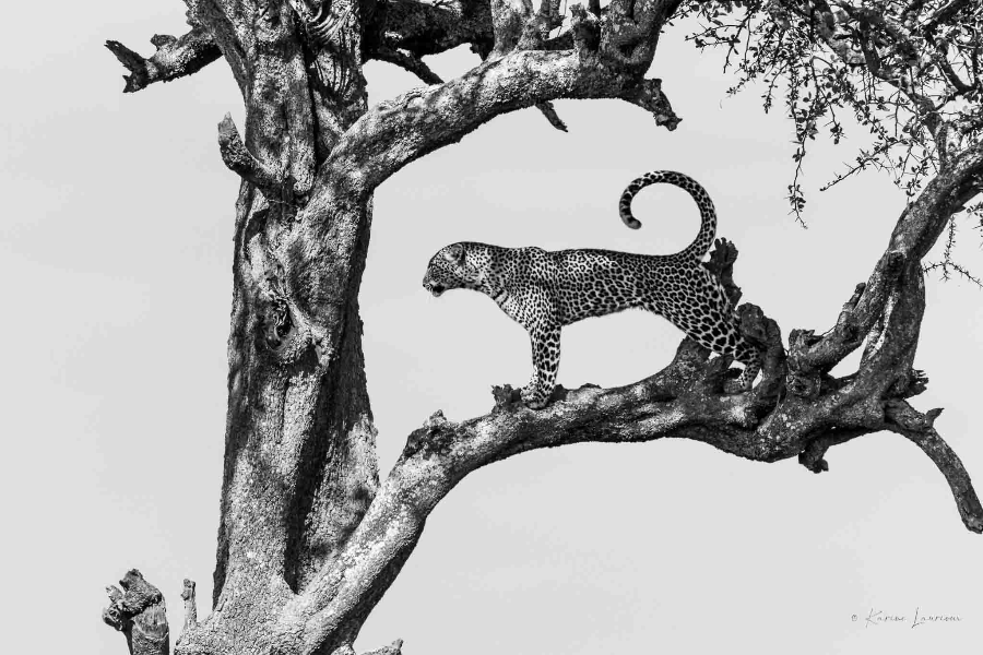 K&K SAFARIS
