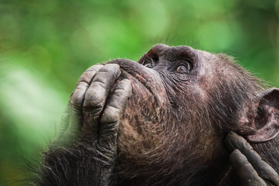 Chimpanzee Trekking Tours - ©See Endless Adventures