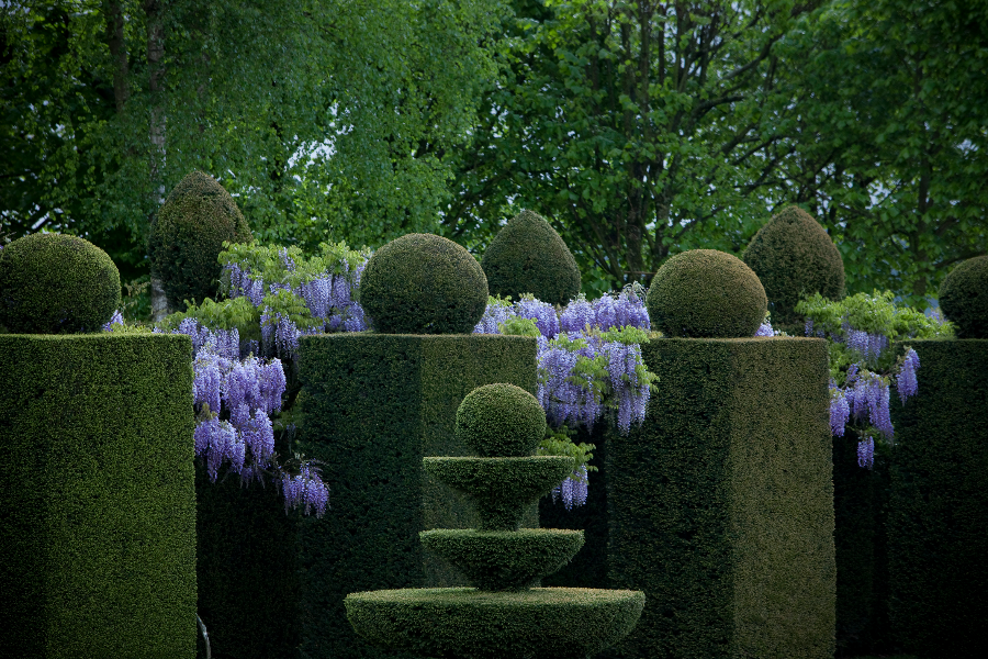 Les jardins du chateau de la Ballue - la saison des glycines - ©Yann Monel