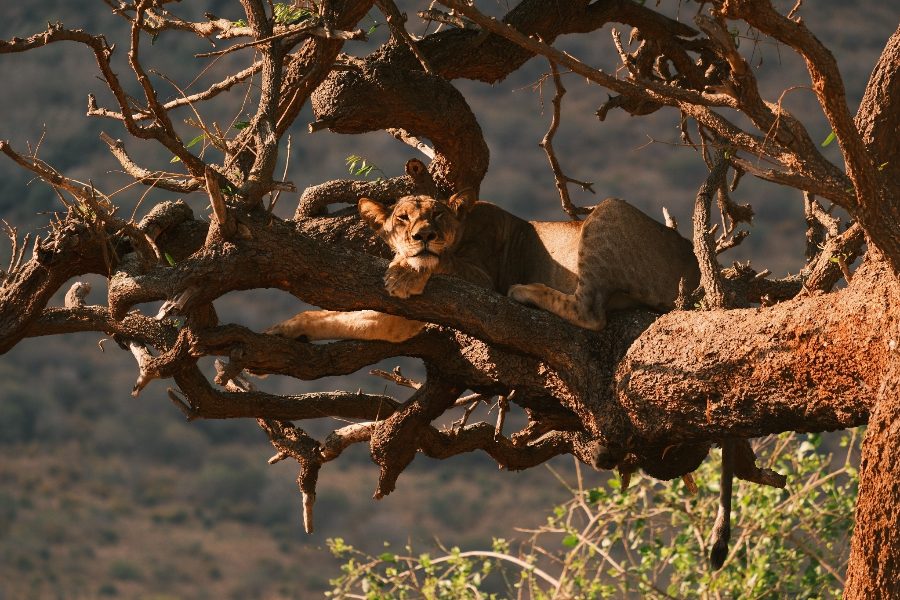 Tree Climbing Lions