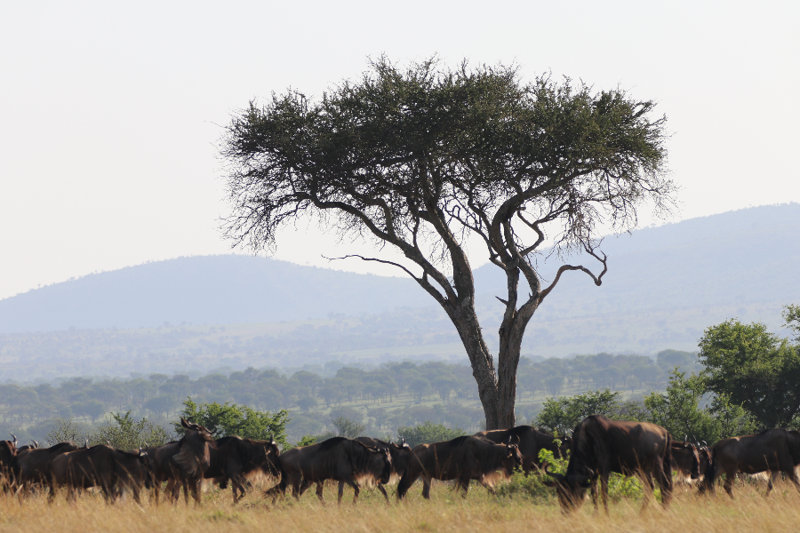 The herd of wildbeast ready to cross mara river - ©Sereti Wilderness Safaris