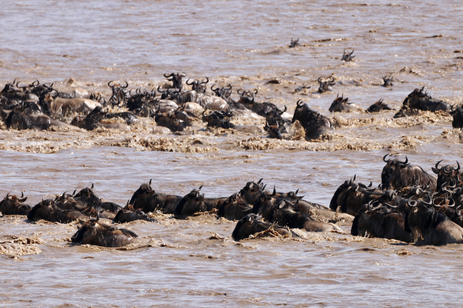 At Sereti Wilderness Safaris you will witness the herd of wildebeest crossing at Mara river - ©Sereti Safaris