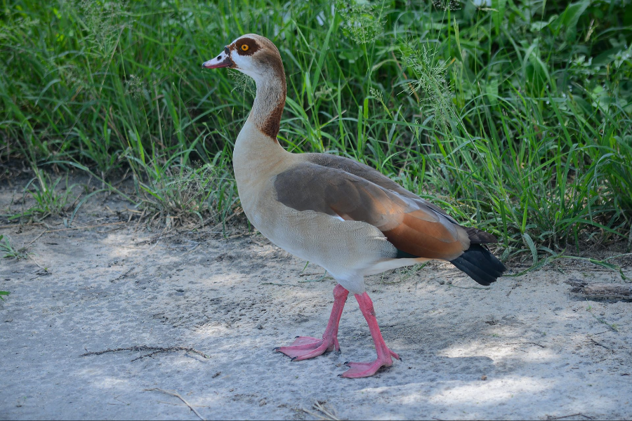 Egyptian goose are stunning in wetlands across the world - ©Sereti Wilderness Safaris