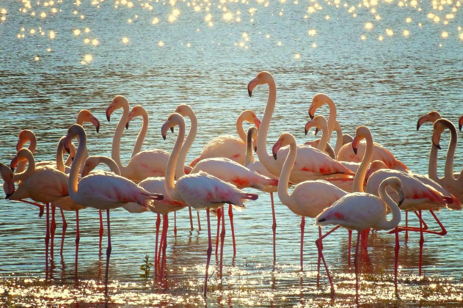  - ©SAFARI CAMARGUE PASSION