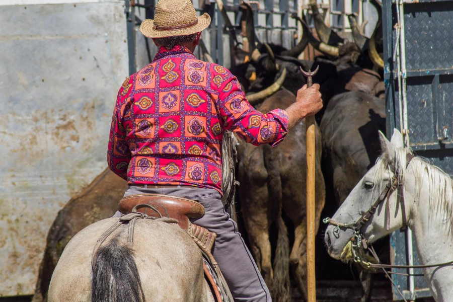  - ©SAFARI CAMARGUE PASSION