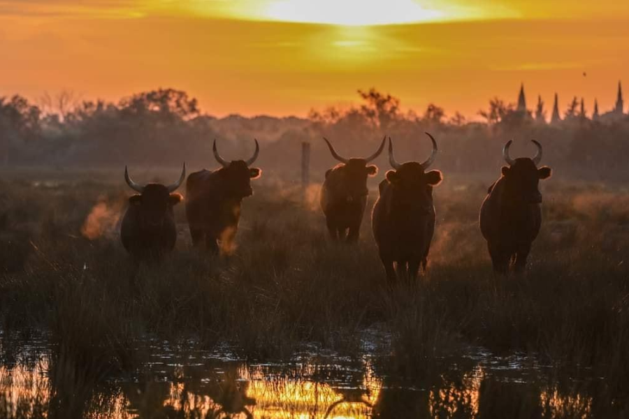  - ©SAFARI CAMARGUE PASSION