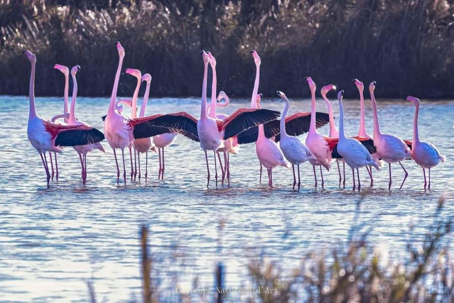  - ©SAFARI CAMARGUE PASSION