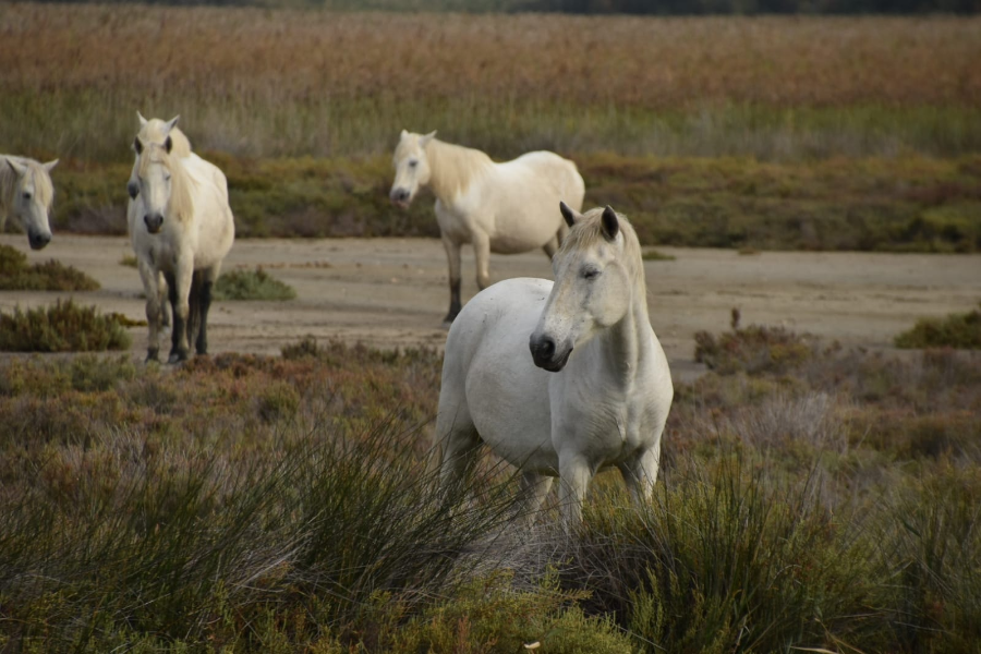  - ©SAFARI CAMARGUE PASSION