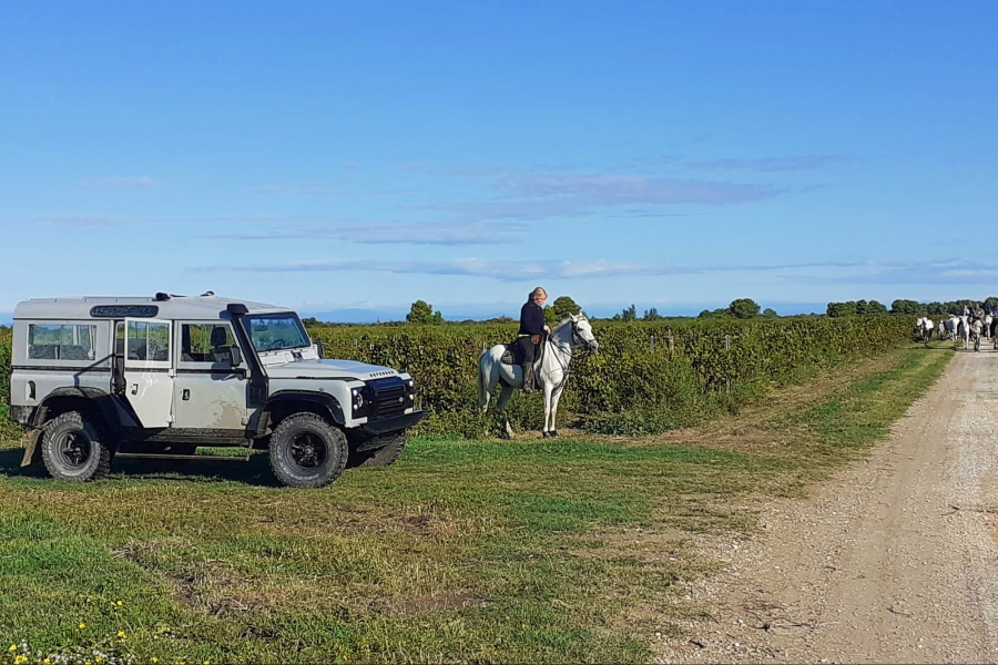 SAFARI CAMARGUE PASSION