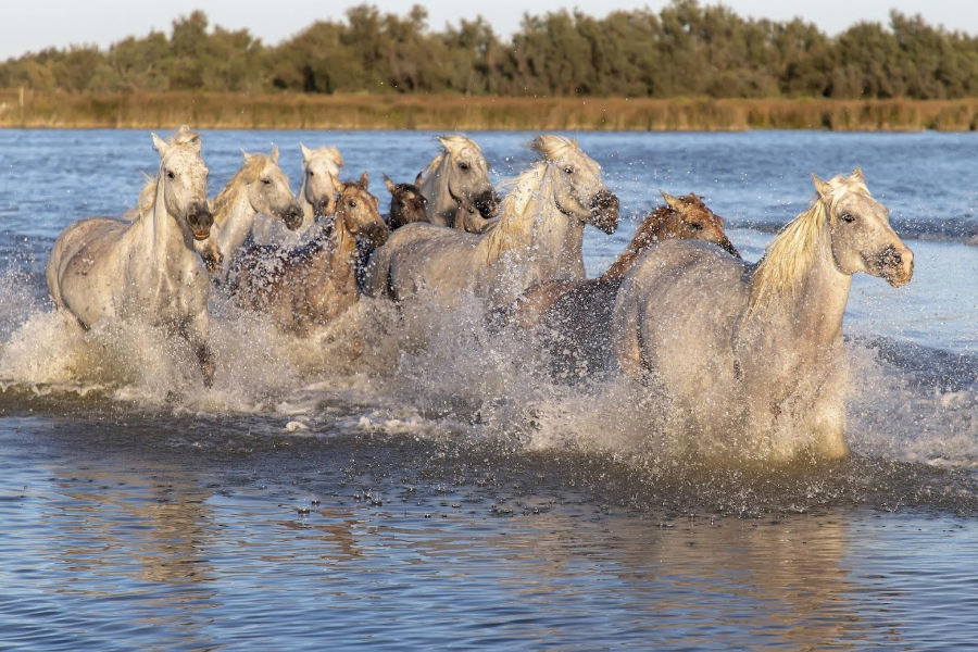 SAFARI CAMARGUE PASSION