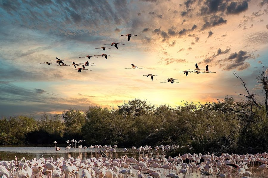  - ©SAFARI CAMARGUE PASSION