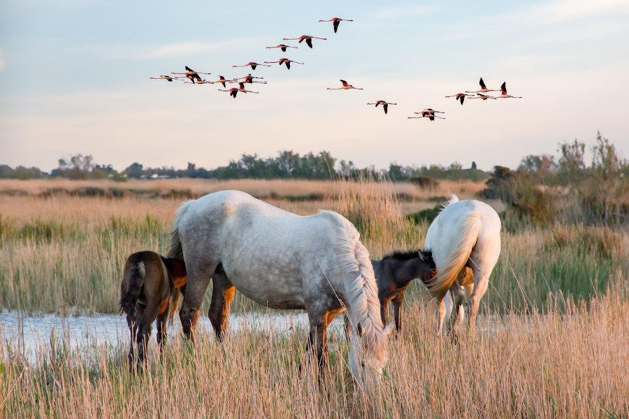 SAFARI CAMARGUE PASSION