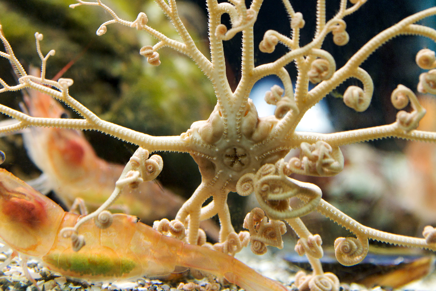 Gorgonocéphale - aquarium - ©Robert Baronet