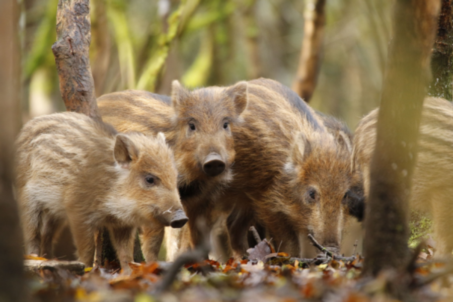 PARC NATIONAL DE FORÊTS