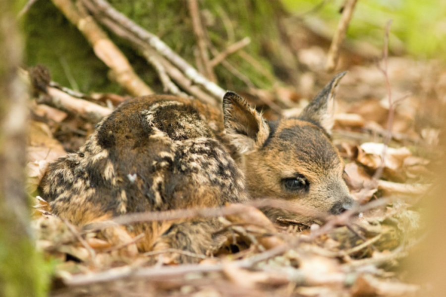 PARC NATIONAL DE FORÊTS