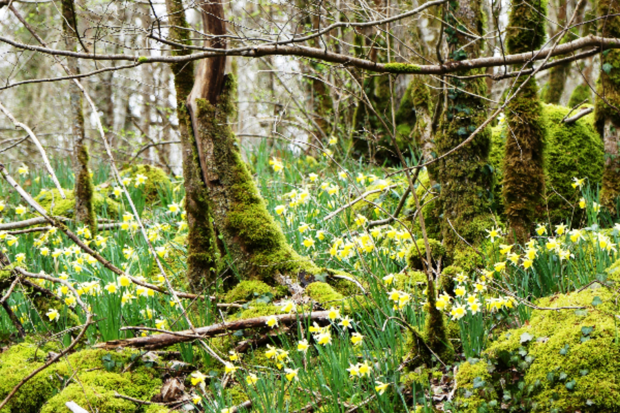  - ©PARC NATIONAL DE FORÊTS