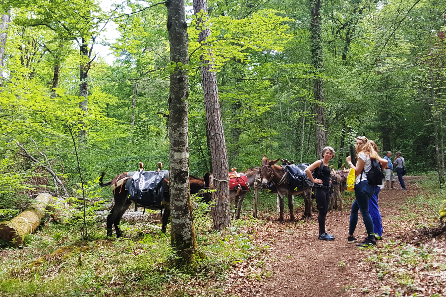 PARC NATIONAL DE FORÊTS