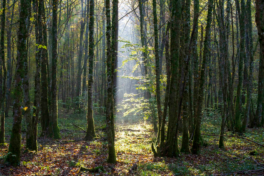 PARC NATIONAL DE FORÊTS - ©PARC NATIONAL DE FORÊTS