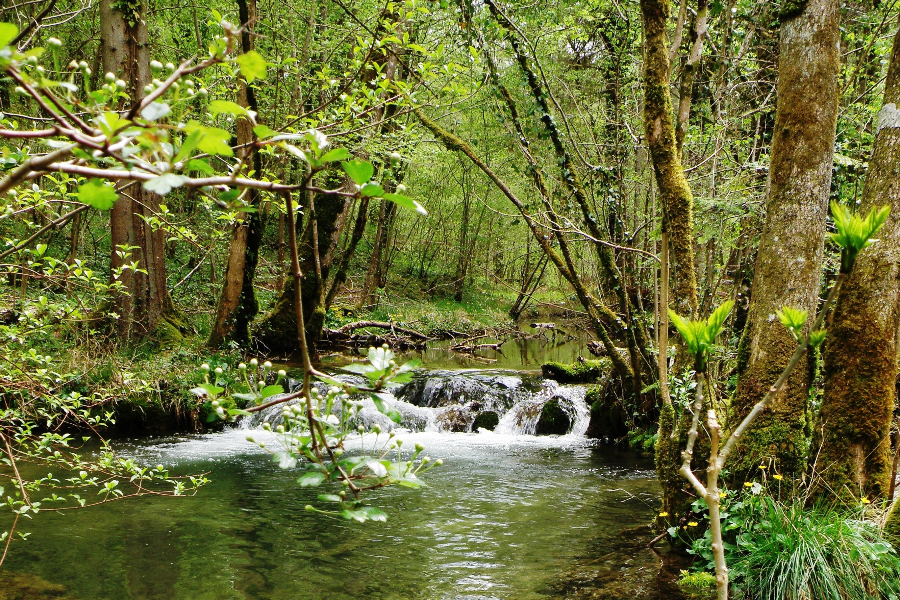 PARC NATIONAL DE FORÊTS