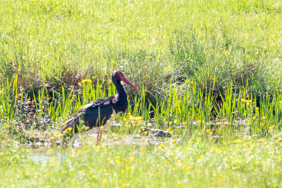 PARC NATIONAL DE FORÊTS