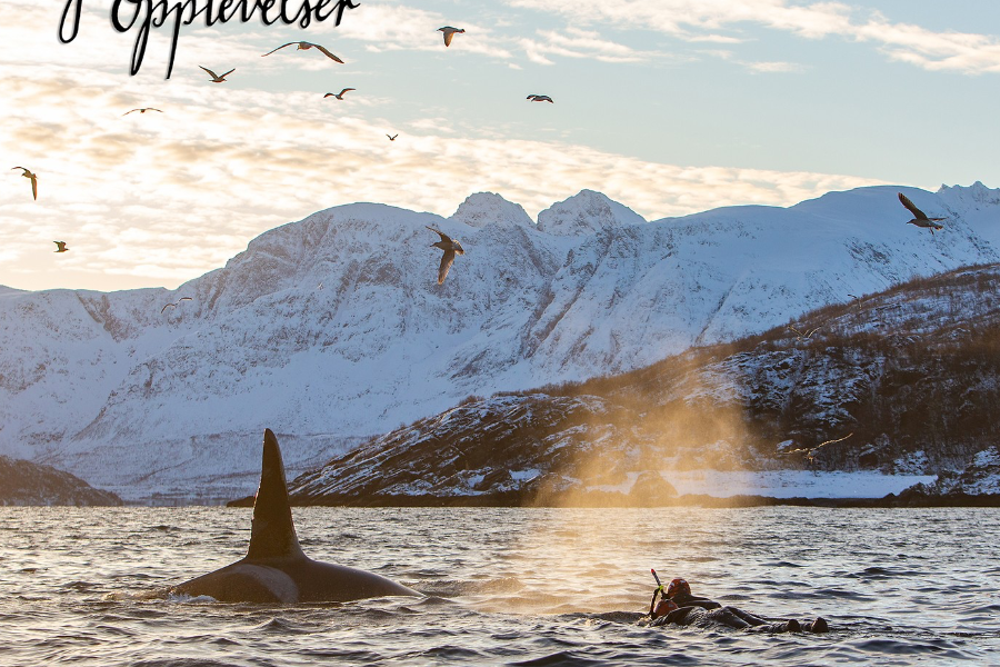 Lofoten Opplevelser Orcas trip Tromsø - ©Lofoten Opplevelser
