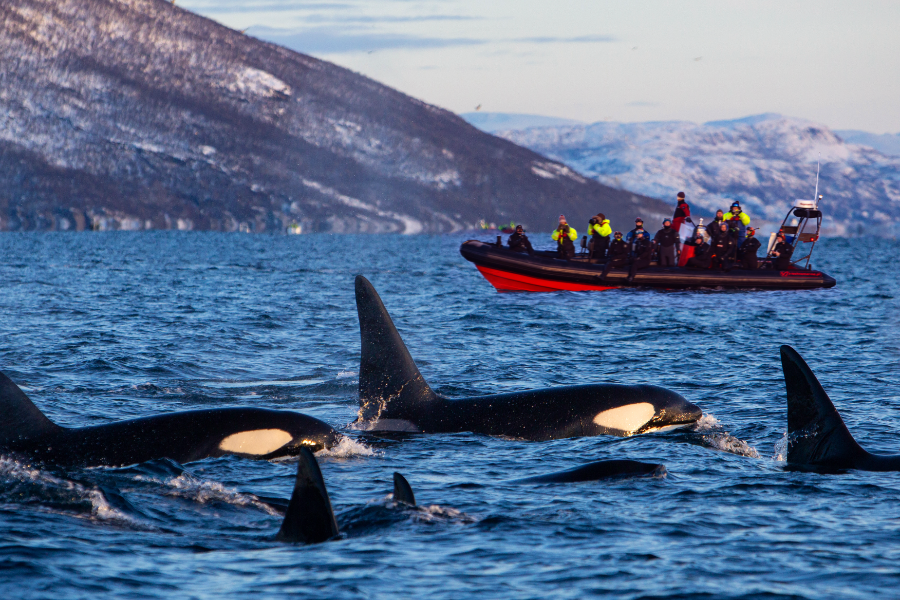Lofoten Opplevelser Orcas trip Tromsø - ©Lofoten Opplevelser