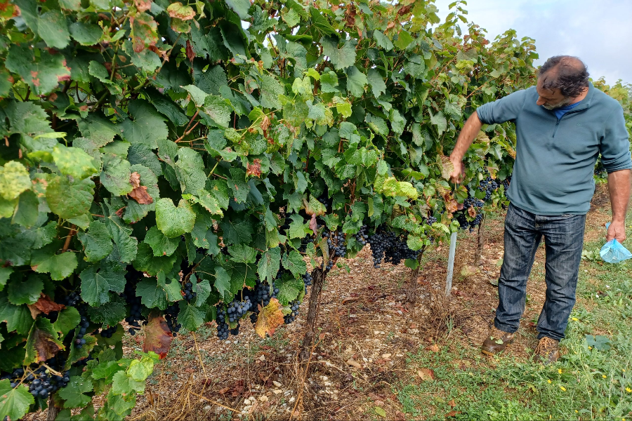  - ©COOPÉRATIVE VITICOLE LES VIGNERONS DU HAUT-QUERCY