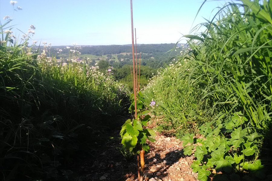  - ©COOPÉRATIVE VITICOLE LES VIGNERONS DU HAUT-QUERCY