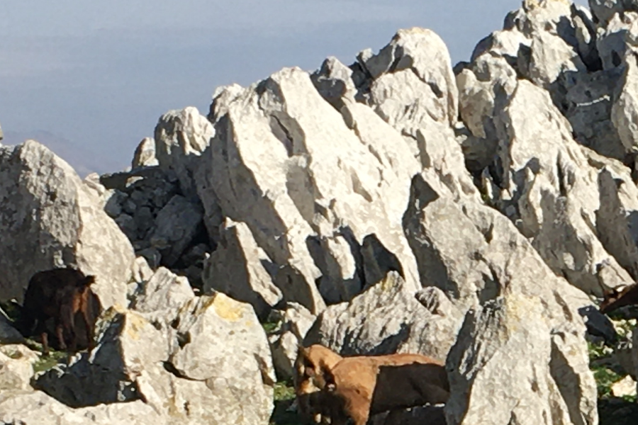 Des chèvres dans la montagne - ©Scipion Michaut