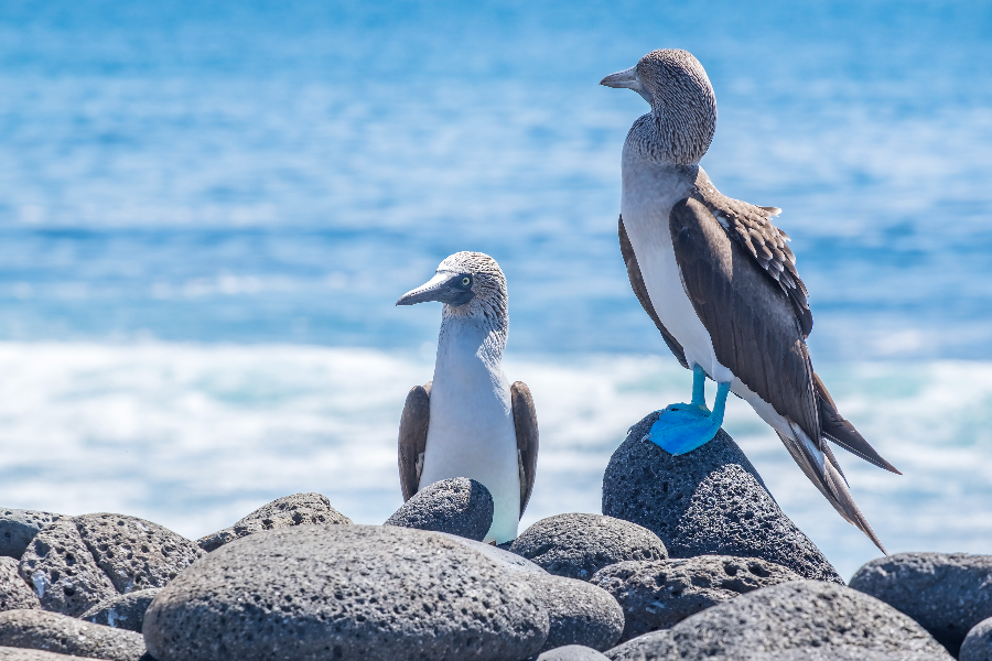 Blue footed Booby - ©Archivas RT