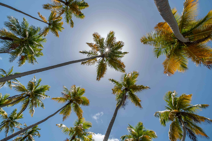 palmiers - ©tropical evasion