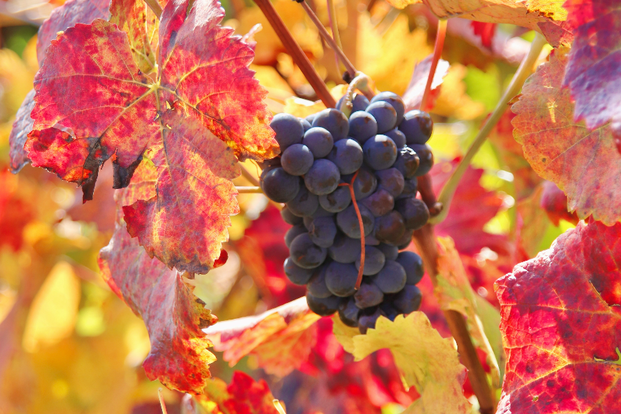 Grappe de la Romanée Conti - ©Denis Photography