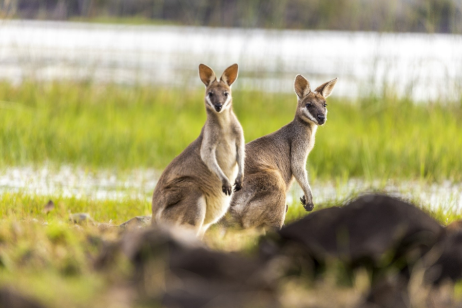 Wallabies - ©Kinrara