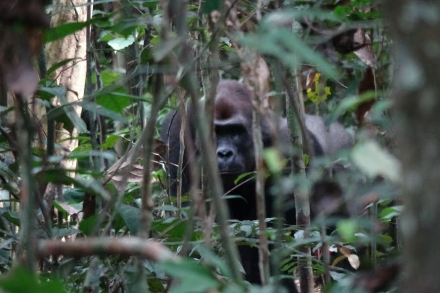 Gorille à Moukalaba-Doudou - ©Koussou Travel Agency